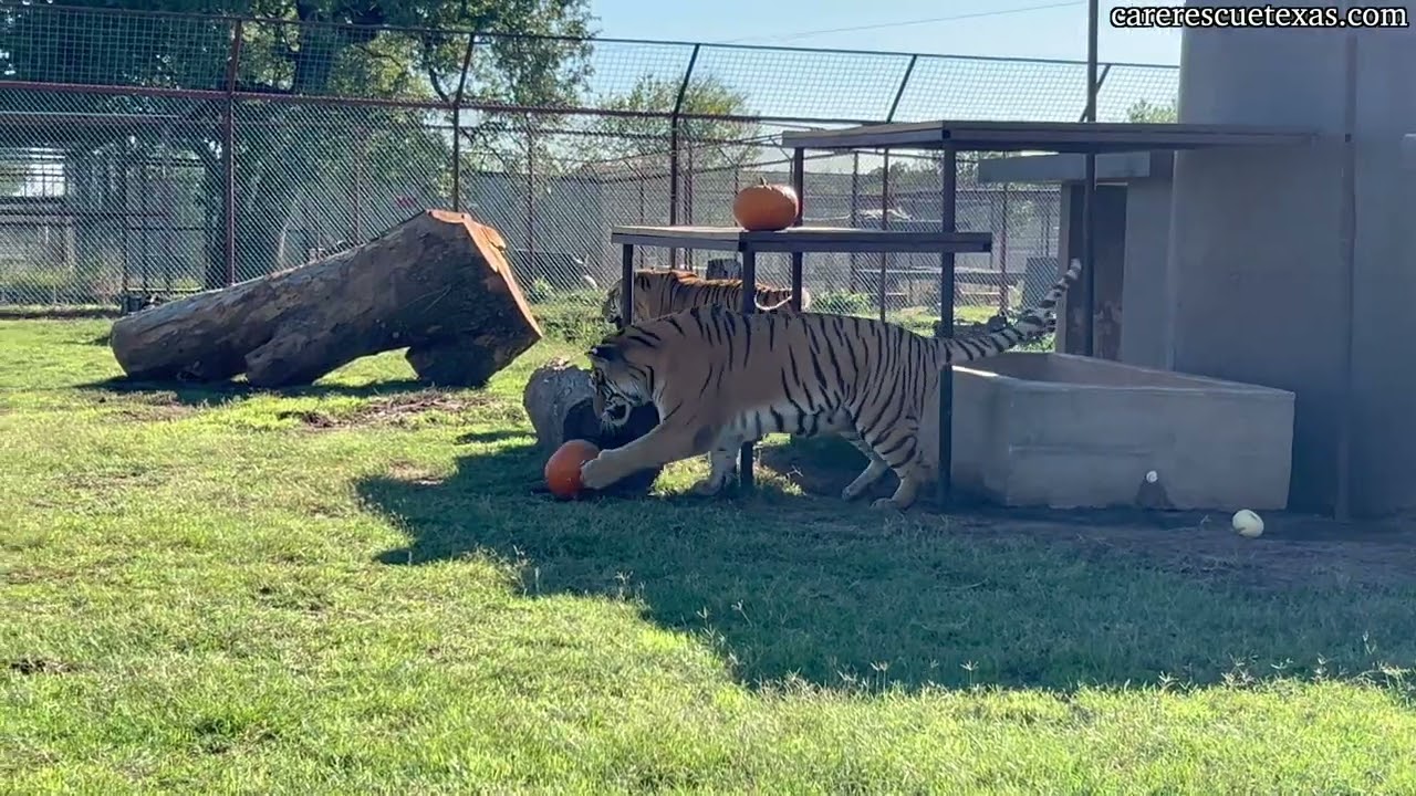 CARE Fall Festival 2024