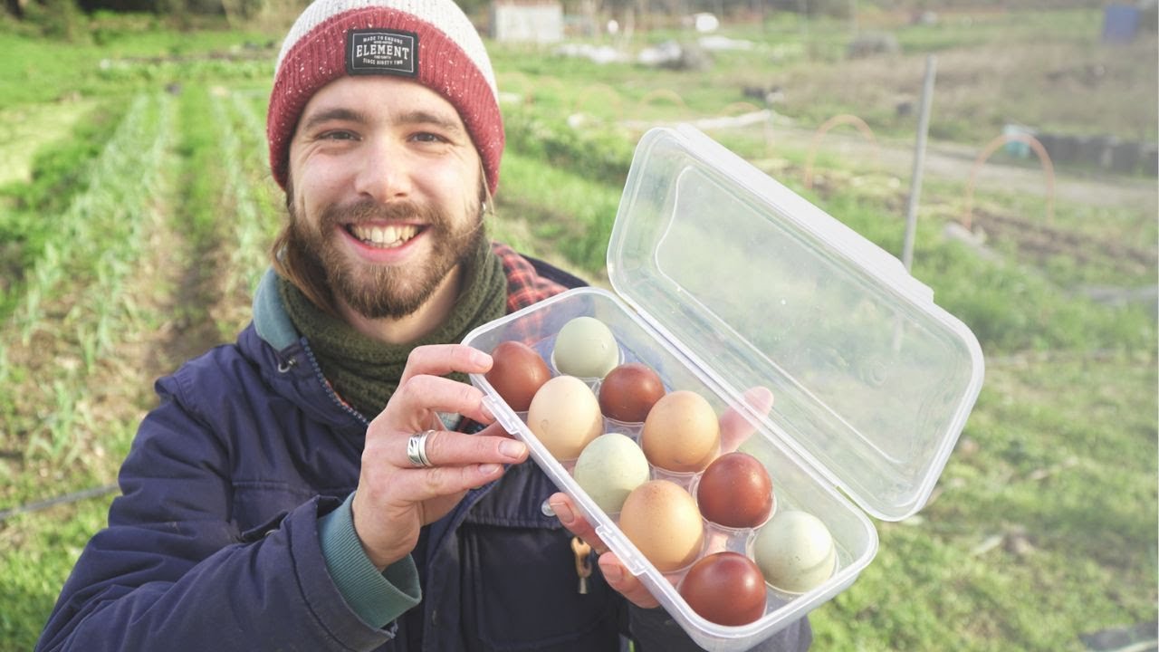 LE MIE GALLINE FELICI, Uova Colorate e Mangime Fermentato