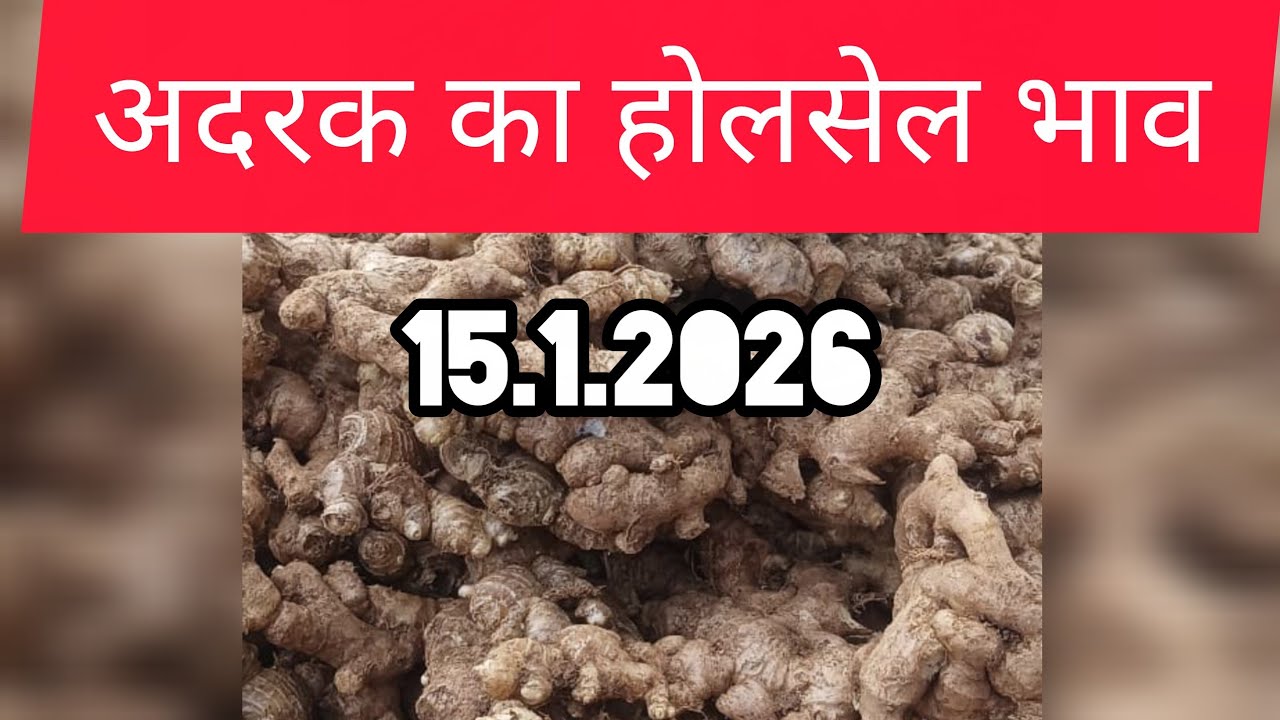 15 January 2026 अदरक का होलसेल भाव, Ginger price today,adrak bajar bhav