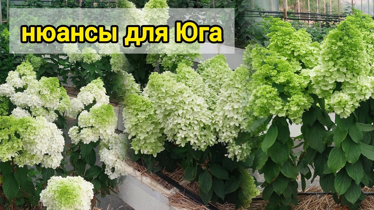 Быстрый обзор цветущих гортензий с нюансами для Юга России