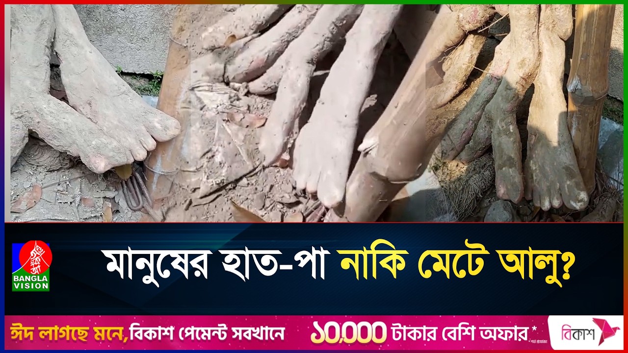 মাটি খুঁড়তেই বেড়িয়ে এলো মানুষের হাত-পায়ের আদলে ২০ কেজির মেটে আলু