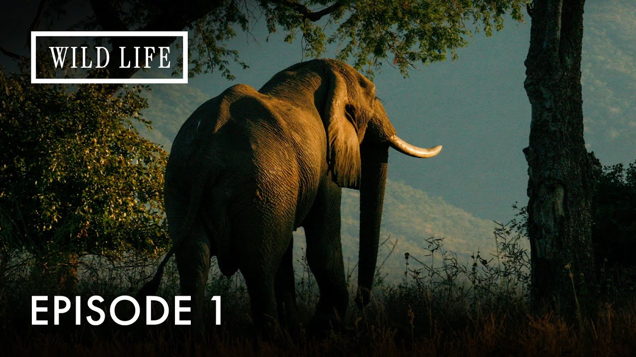 Searching for the Biggest Elephant in Africa | The Last Great Tuskers | Episode 1