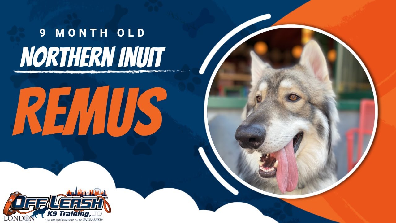 Best Northern Inuit Dog Training | Remus | Dog Training in London