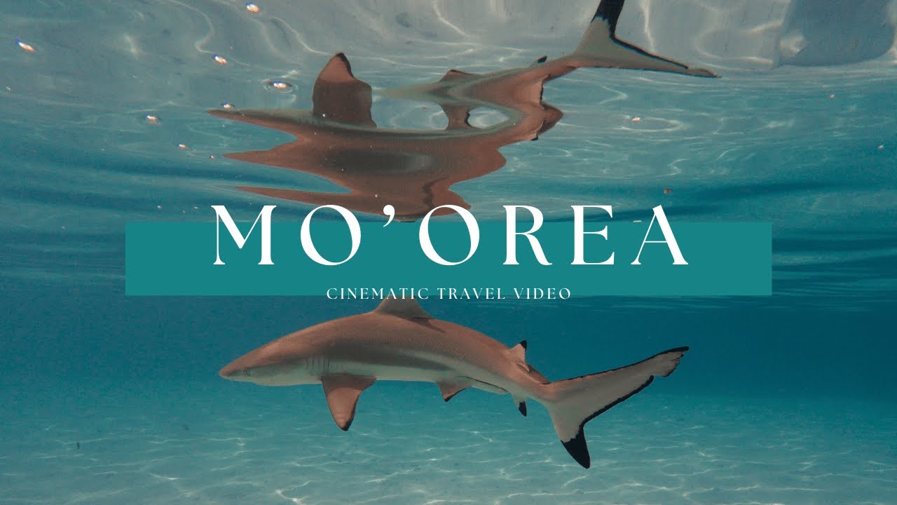 SWIMMING WITH WHALES IN MOOREA, French-Polynesia, a cinematic travel video.