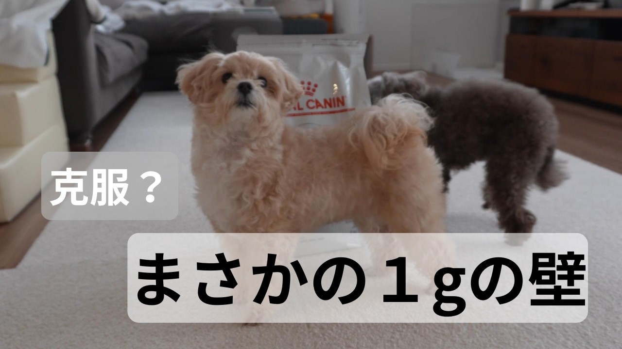 【フード切り替え後の粘膜便】お腹が弱い子の「1gの壁」…獣医推奨でも進まないリアルと我が家の向き合い方