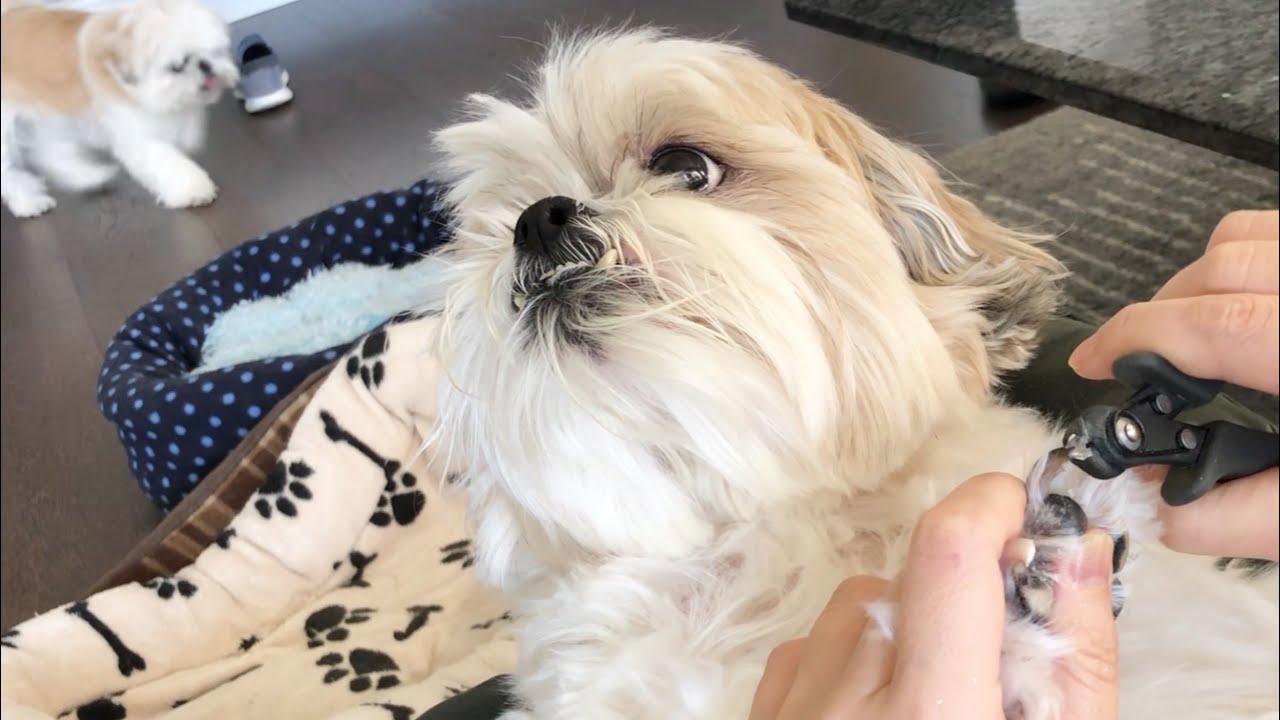 [shih tzu] ZaiZai Pedicure - Paw Hair Trimming + Nail Clipping  & Grinding