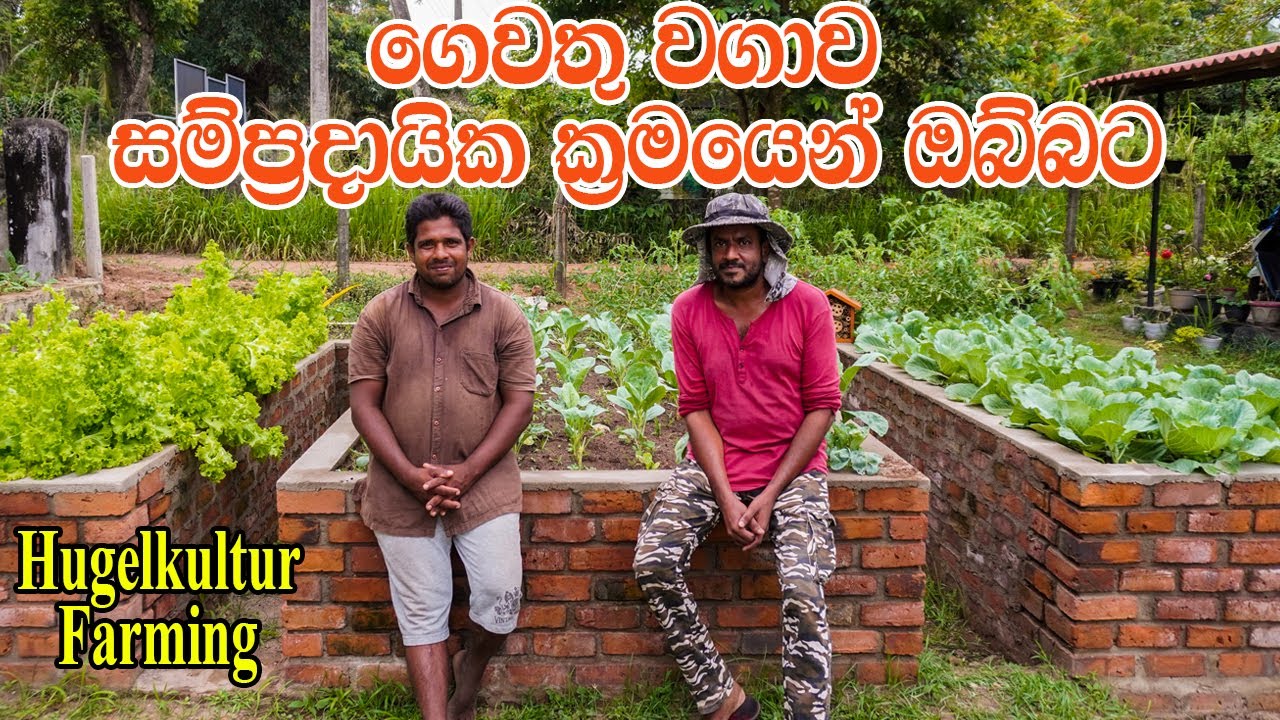 Home gardening, Home gardening, Organic gardening, Organic ,ගෙවතු වගාව ,gewathu wagawa ,kabanika