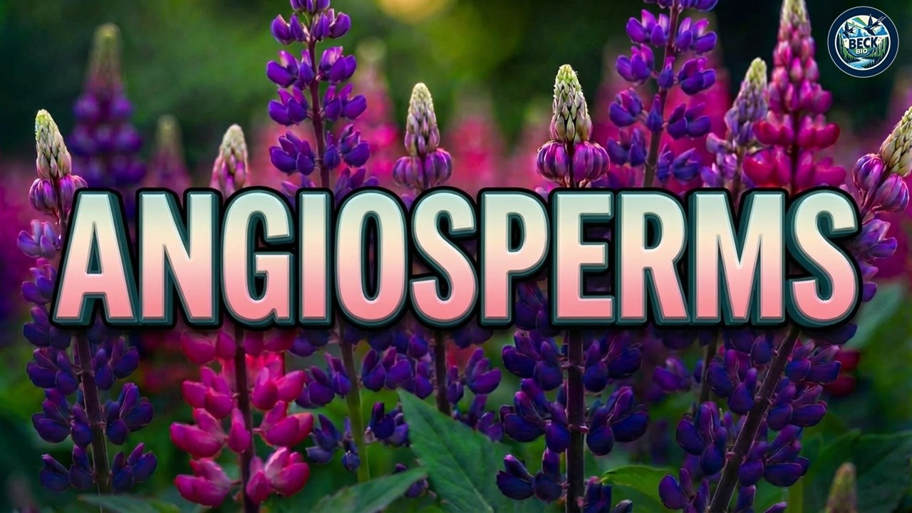 Angiosperms