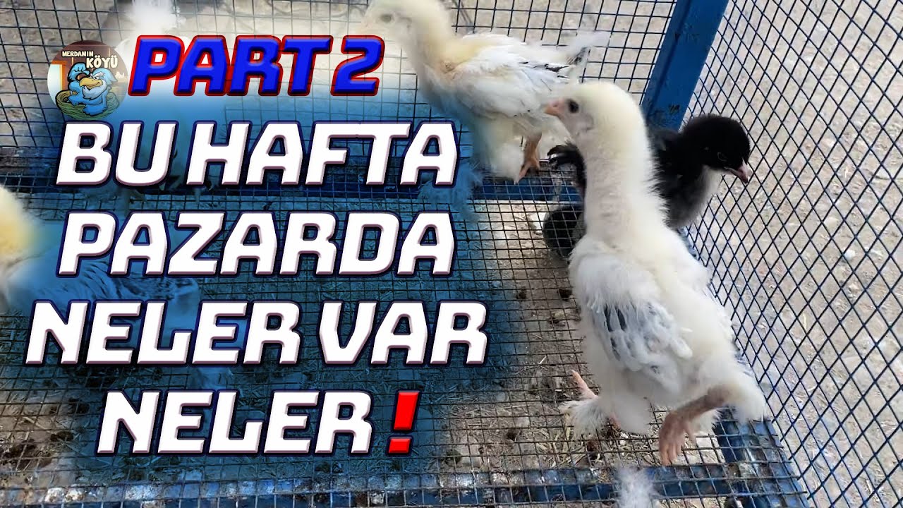 Tavuk İsteyene Tavuk   Ankara Tavuk Pazarı 3 6 2021 Part 2