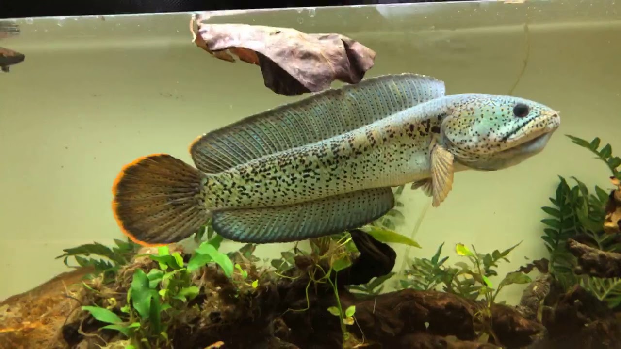 Monster Fishes: Majestic Channa Barca, King Arowana, White Diamond Stingray, Indo Tigers, Tigrinus