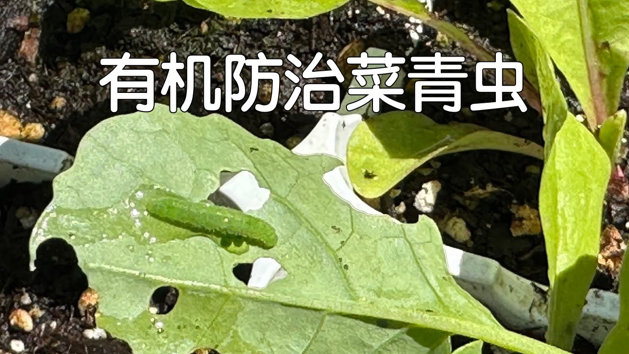 【有机防治】菜青虫又来祸害菜园了｜秋冬育苗注意防虫｜一套简单组合方法可杜绝菜青虫等毛毛虫的危害，并保护庭院种植生态环境