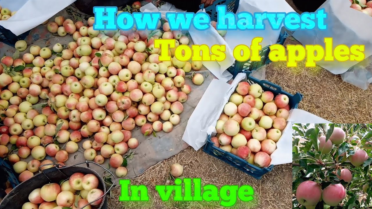 Apple harvesting,  picking delicious apple in beautiful garden in our village