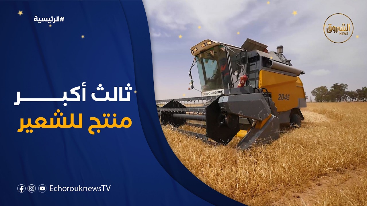 الجزائر ثالث أكبر منتج للشعير فلي إفريقيا بإنتاج 800 ألف طن