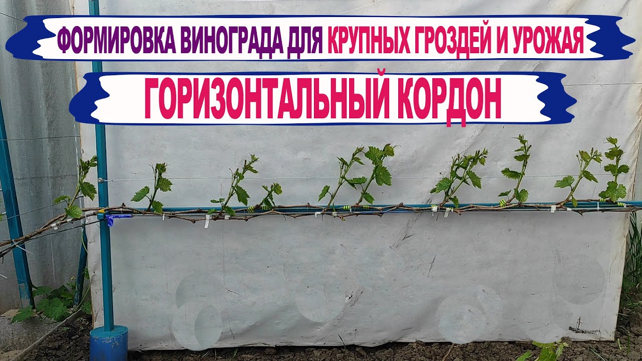 🍇 Горизонтальный кордон. Самая МОЩНАЯ ФОРМИРОВКА ВИНОГРАДА для КРУПНЫХ гроздей и ОГРОМНОГО урожая.