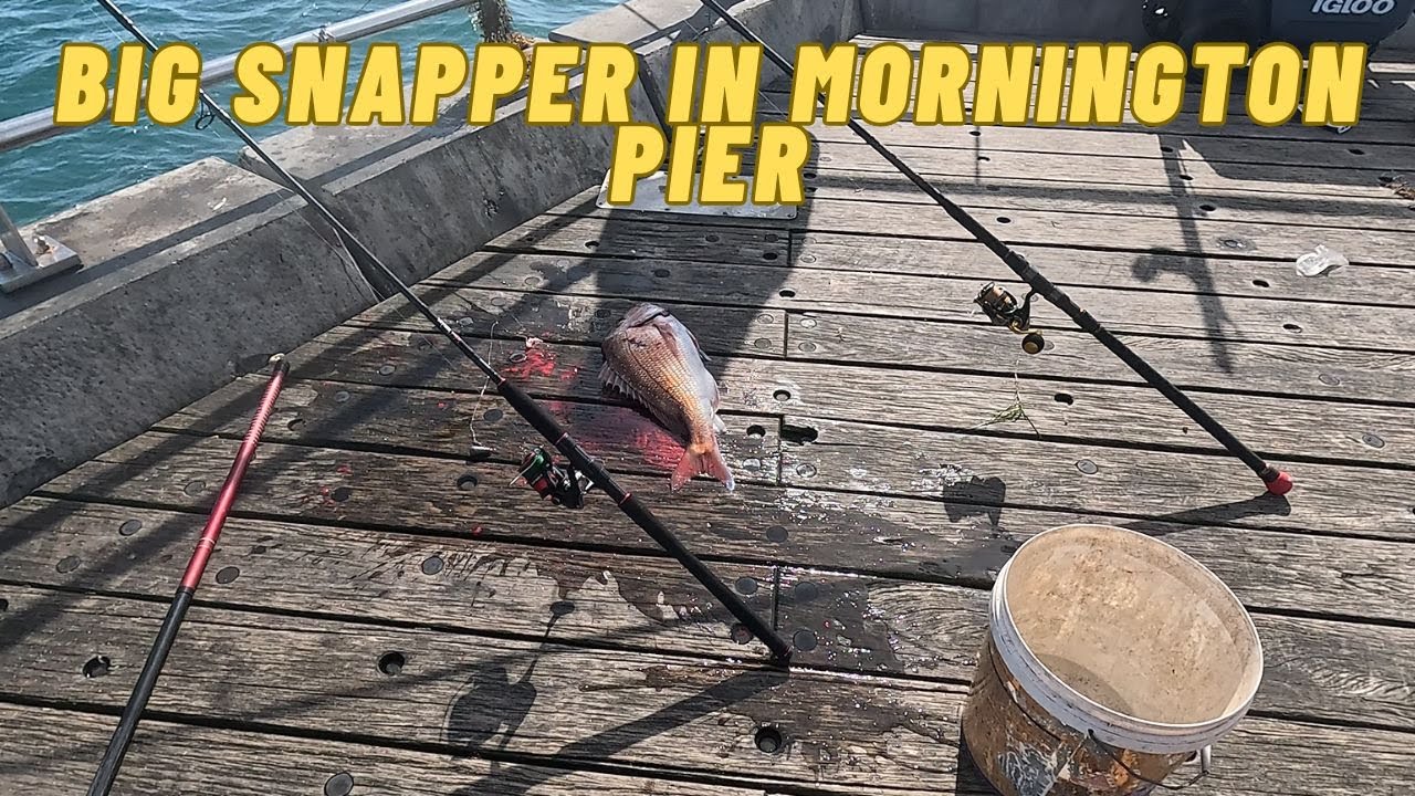 FISHING FOR SNAPPER IN MORNINGTON PIER