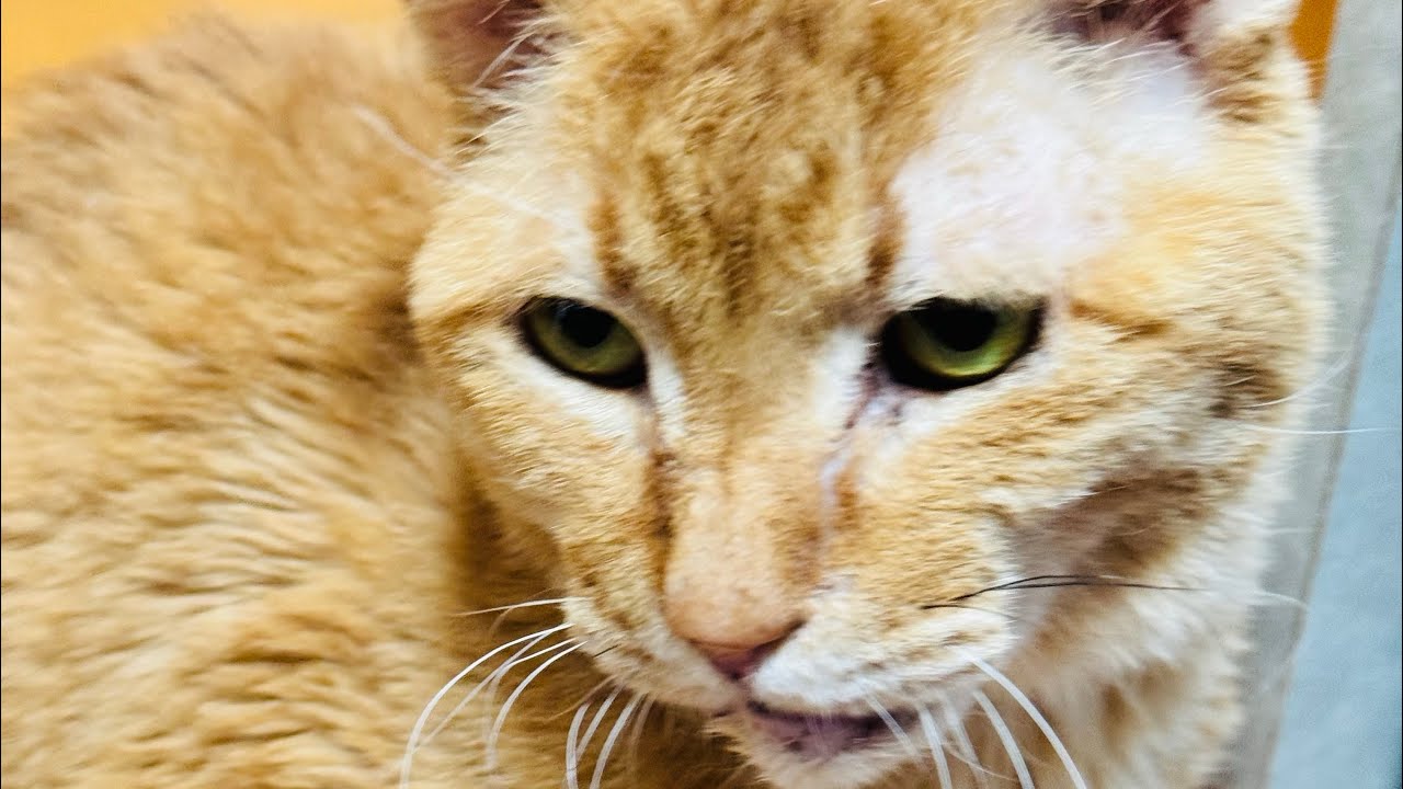 よりパパ【しゃあ猫団 ch.】 がライブ配信中！