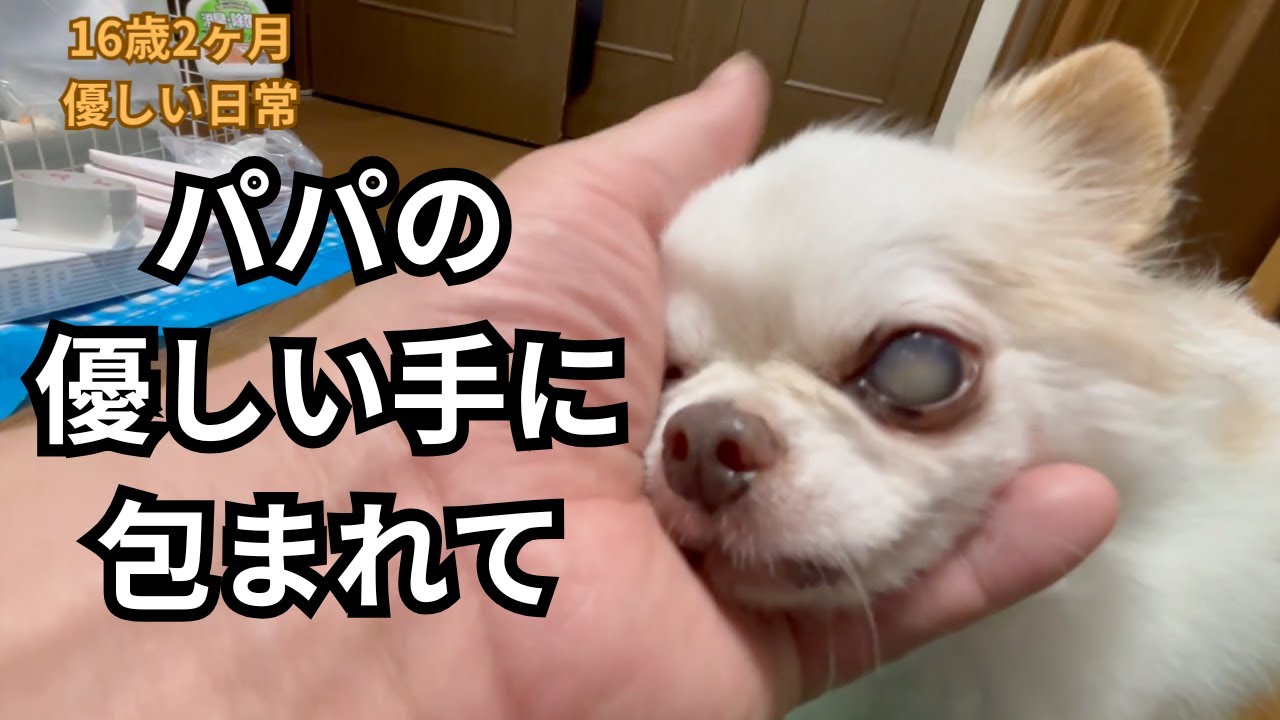 【老犬チワワ、視力はほとんどありません】パパの優しい手に包まれて、毎日懸命に生きてます。