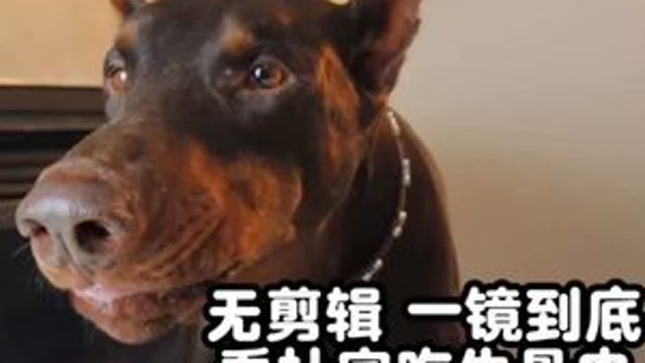ONE TAKE 无剪辑。一镜到底看杜宾吃生骨肉 #家有馋狗 #养狗经验分享 #毛孩子的日常 #不养狗不知道养狗的乐趣 #罗宾胖虎