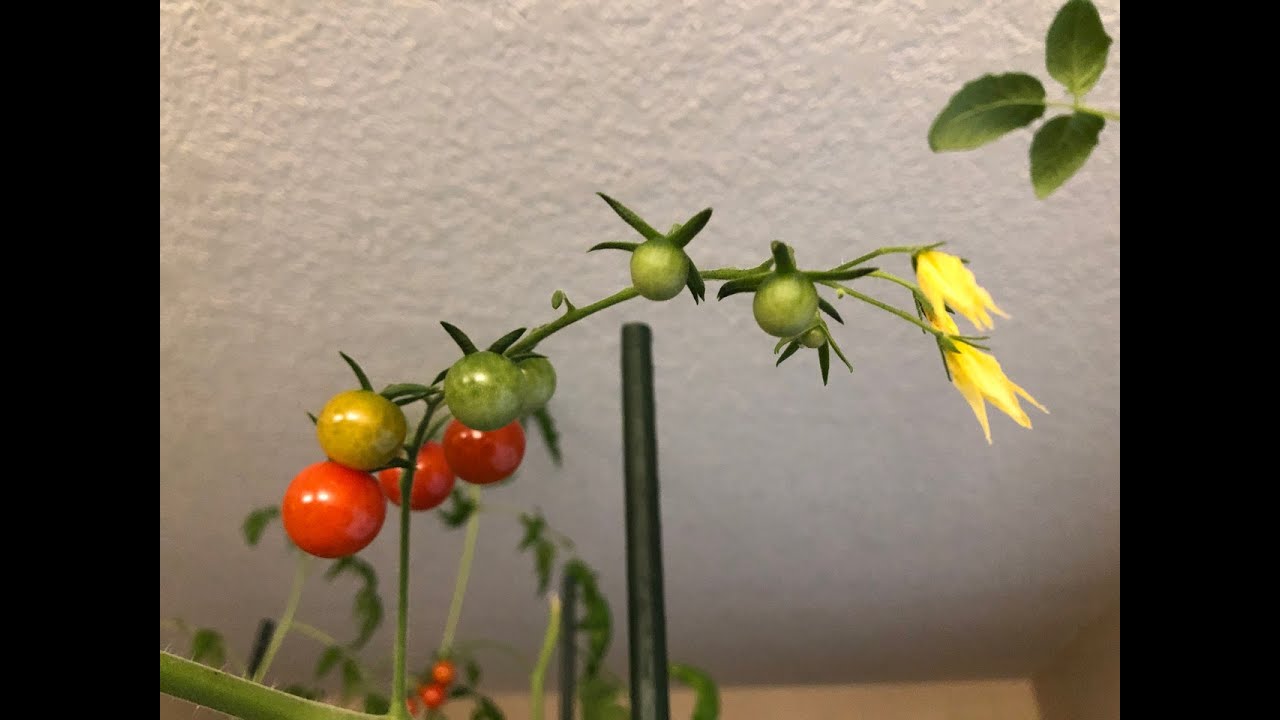 GreenStalk Tomato Factory