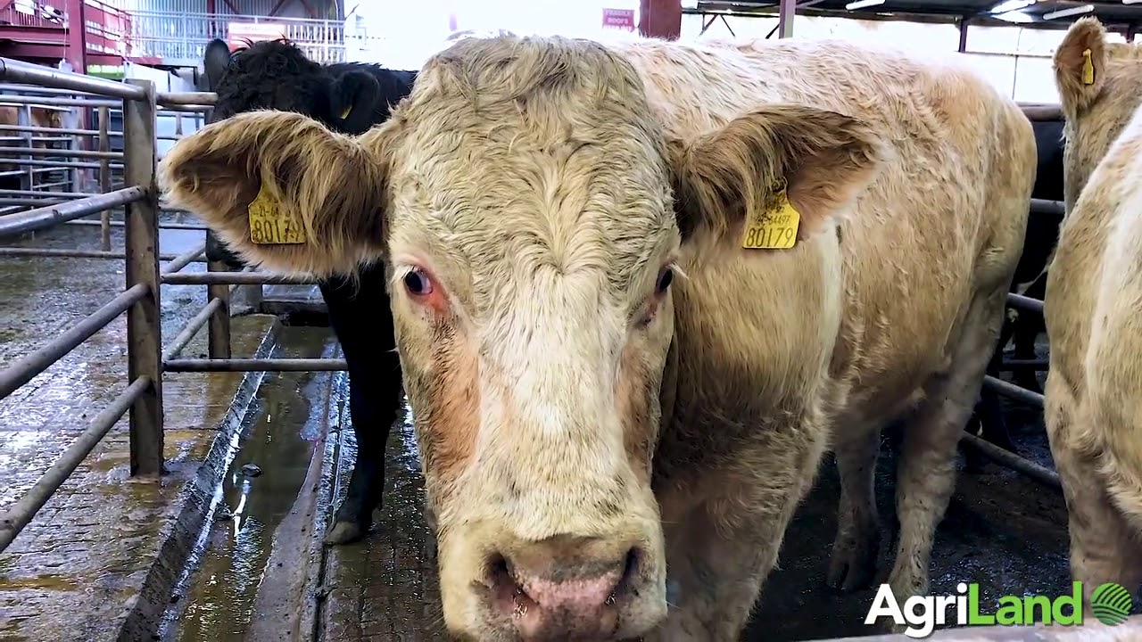 Brian Hogan of Athenry Mart gives his views on the cattle trade