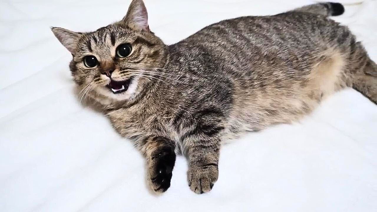 出産間近の娘猫を心配して寄り添うパパ猫と姉猫【Dad cat and sister cat are worried about their pregnant daughter cat​】#cat