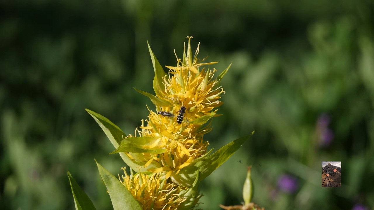 Fiori di montagna