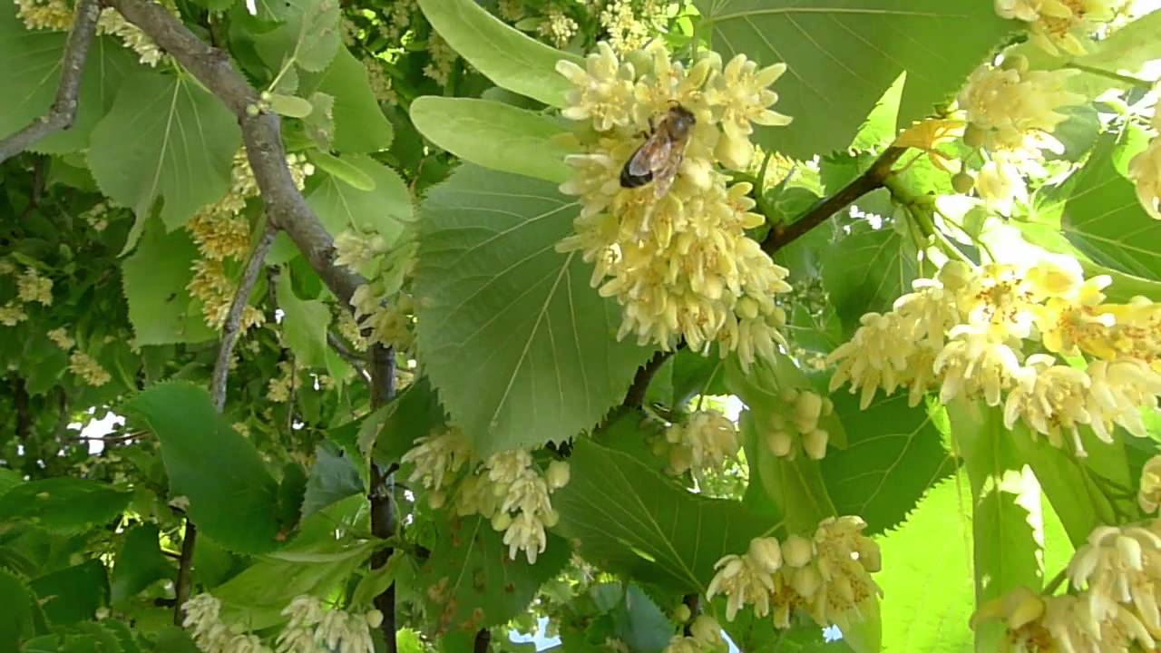 Imker-TV: Lindenbl&uuml;te und Bienen