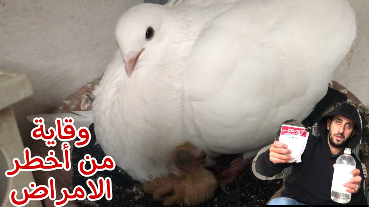 دواء للوقاية من أخطر الامراض الحمام