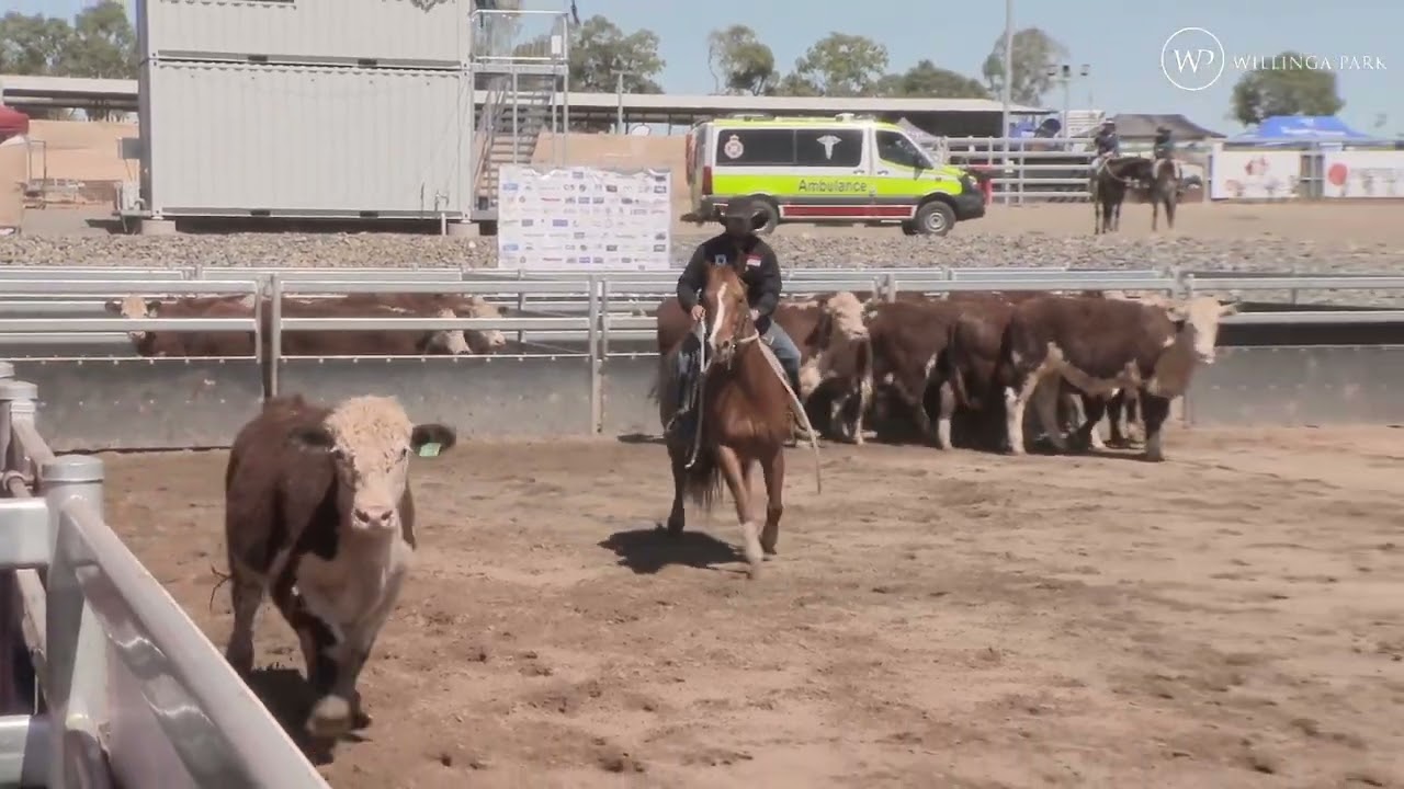 Colliers Agribusiness Maiden Campdraft Final