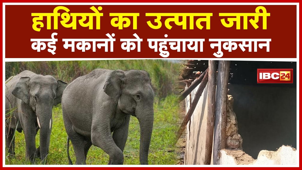 Pendra Elephant News : हाथियों का उत्पात लगातार जारी | 6 से ज्यादा मकानों को पहुंचाया नुकसान