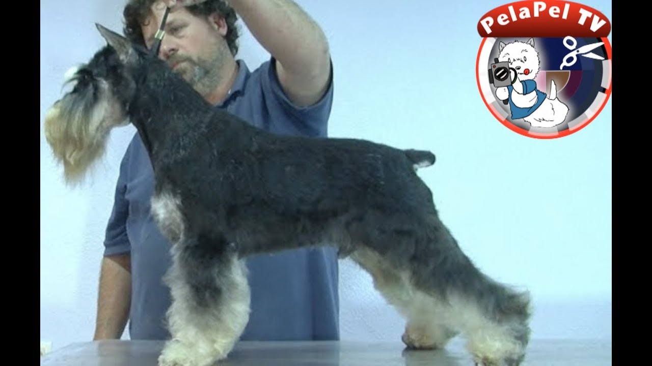 PELUQUERÍA CANINA -  SCHNAUZER MINIATURA  - HAND STRIPPING REALIZADO POR ALEJANDRO GRAU