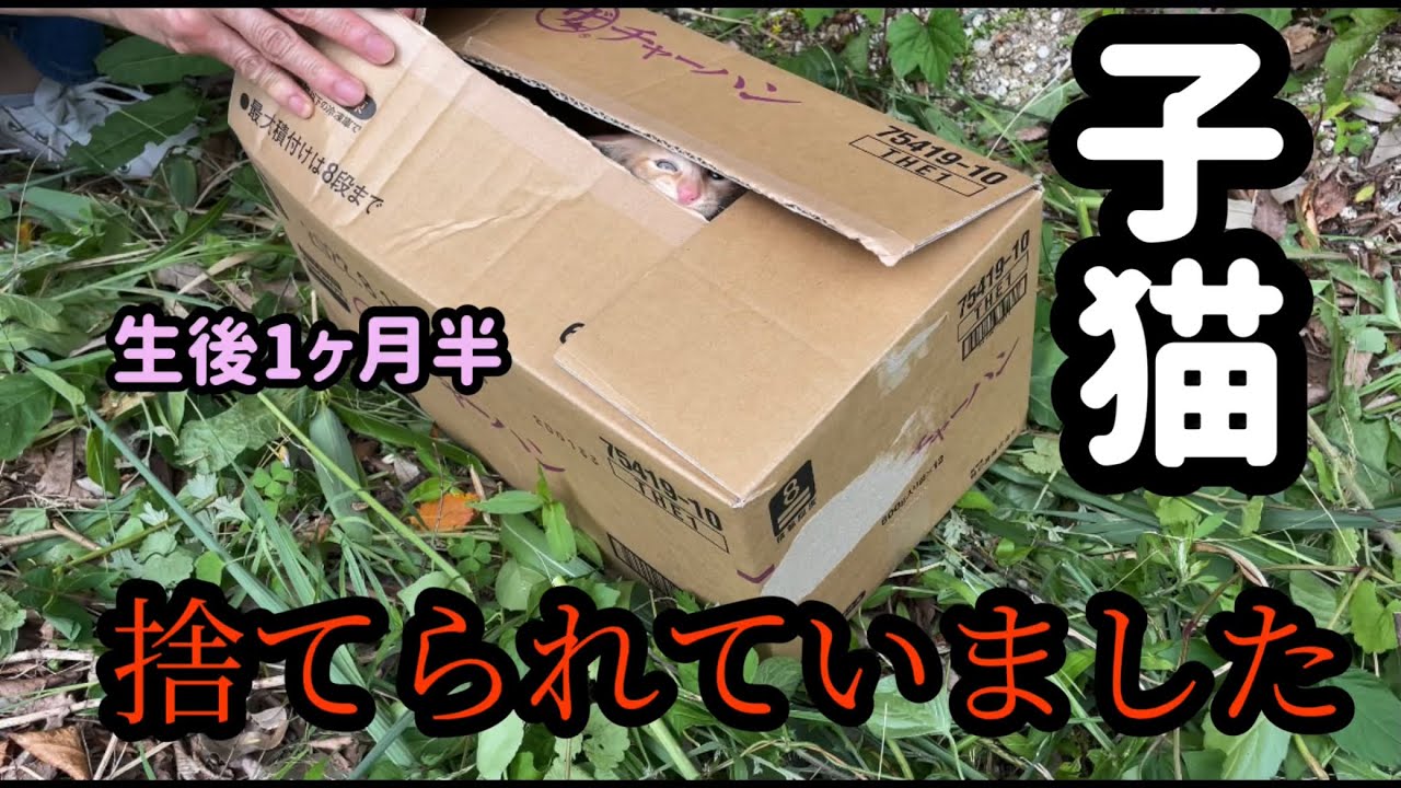 子猫を保護しました