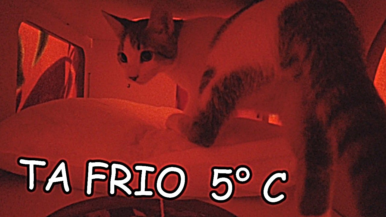 SOBREVIVENDO ao frio COM OS MEUS GATOS
