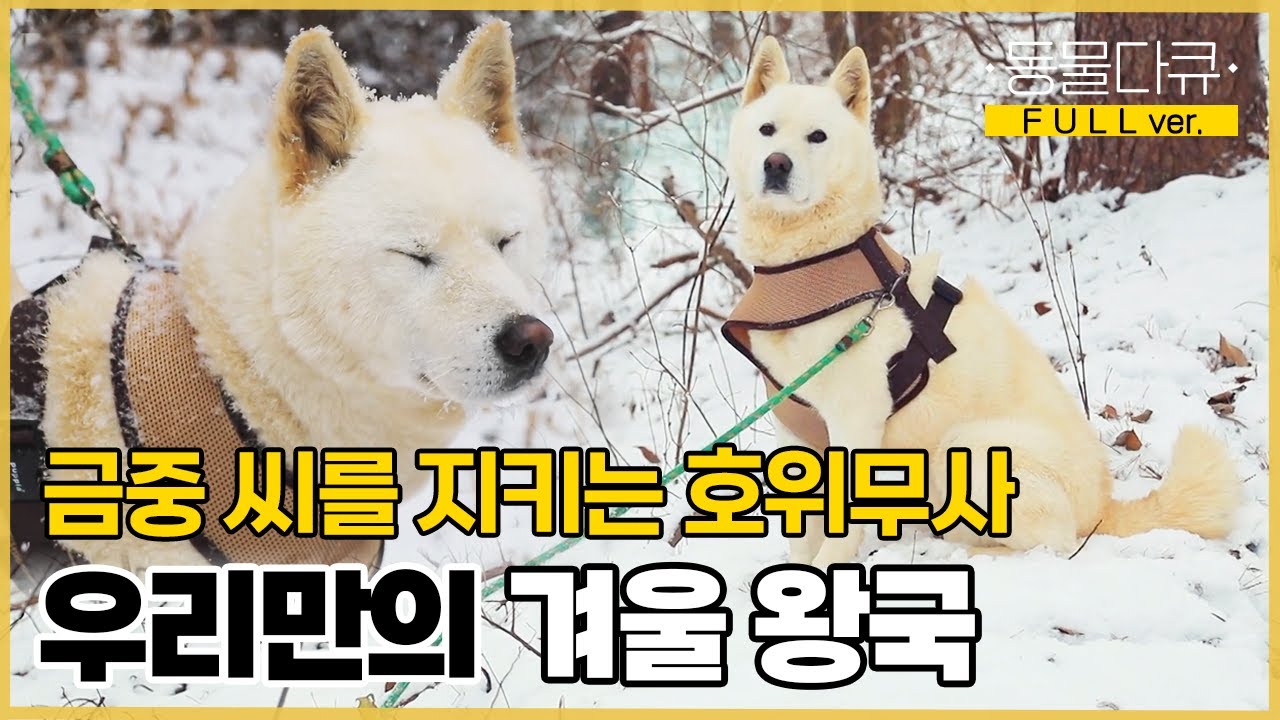 [풀버전] 한겨울에도 호위무사처럼 금중 씨 곁을 지키는 동물 대가족, 그들만의 겨울 왕국 🏔️❄️ | 동물극장 단짝 EP46 | KBS 230114 방송