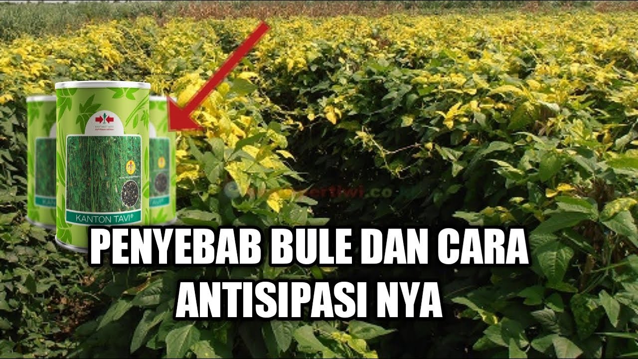MENANGGULANGI VIRUS BULAI PADA KACANG PANJANG(KANTON TAVI)