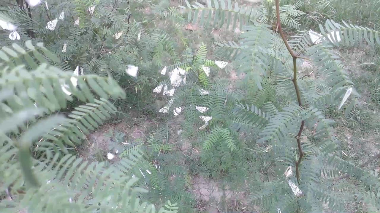 Beauty of Nature, Dhok Pathan, Chakwal - ڈھوک پٹھان ضلع چکوال میں قدرت کا حسن تتلیوں کی صورت میں