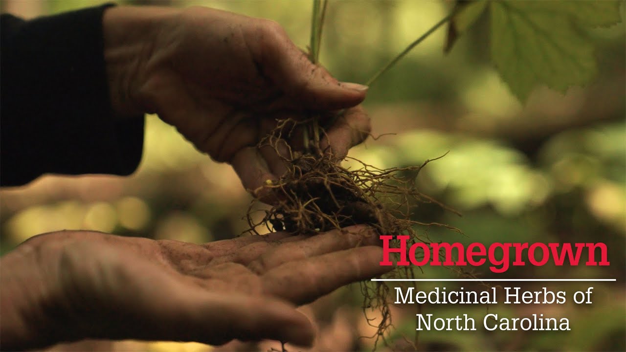 Homegrown | Growing Medicinal Plants in the Home Garden