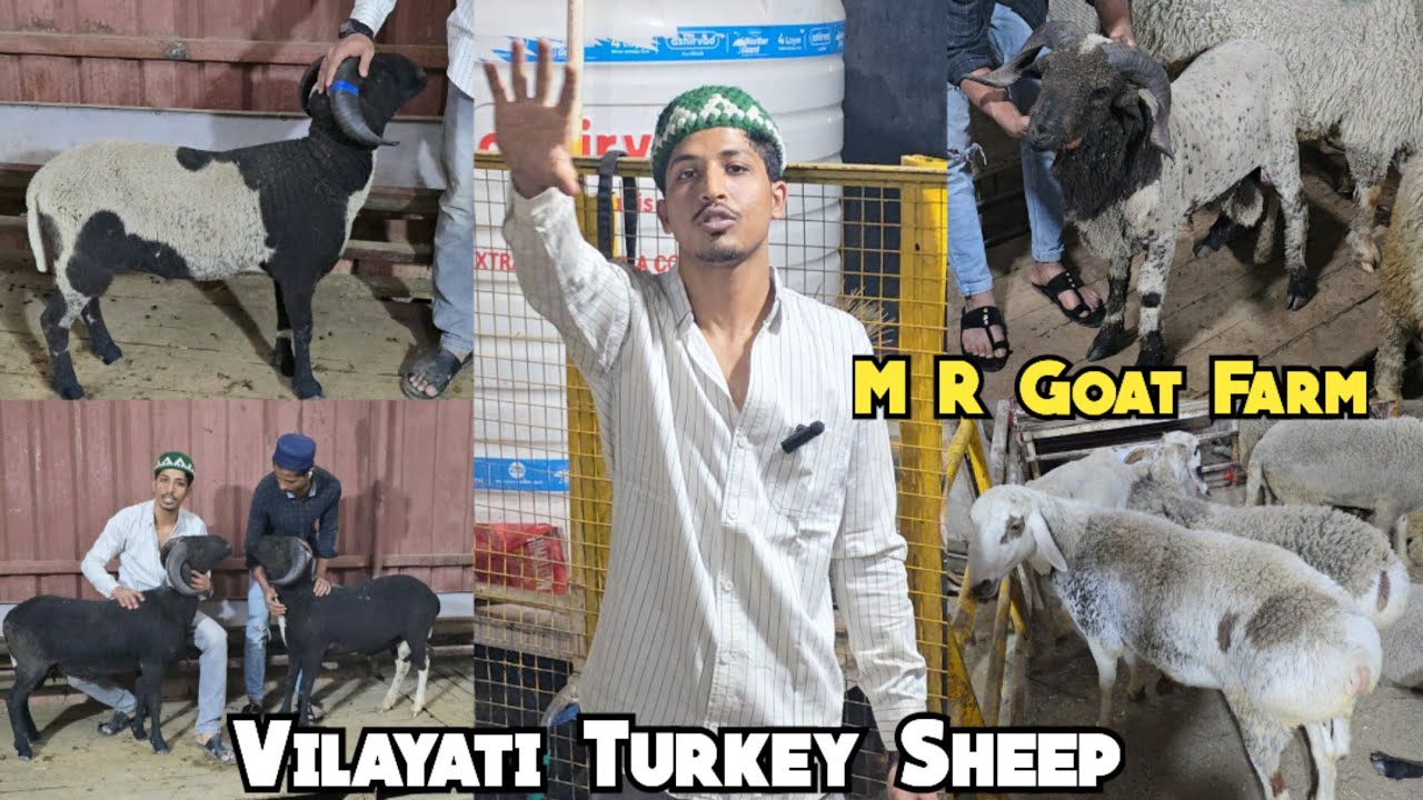 Top Quality Vilayati Sheep | Turkey Dumbe Available At M R Goat Farm Kondapur | Hyderabad 