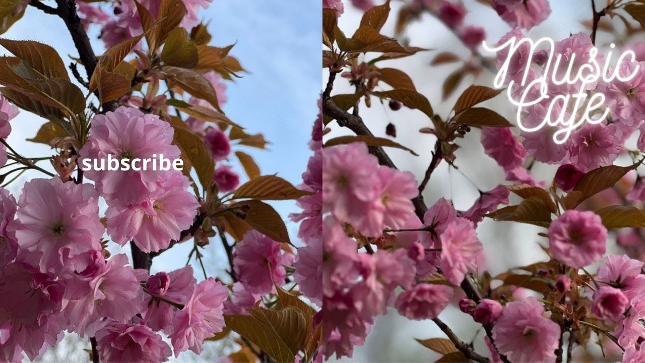 Enjoy Sakura🎀 in the Cozy Music Cafe#youtube #new #music #memes #meme #sakura#subscribe