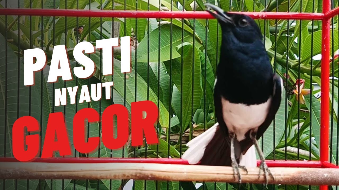 Terapi suara kacer ngeplong ini ampuh buat kacer bahan supaya cepat bunyi gacor!