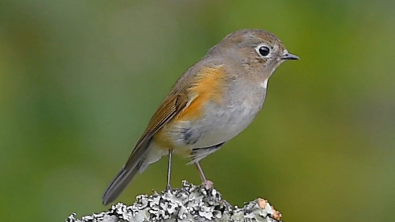 藍尾鴝(紅脇藍尾鴝)/Red-flanked Bluetail