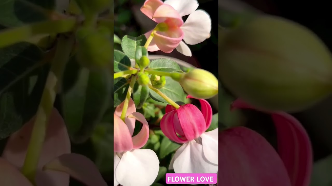 🩷💫🤍❇️𝗦𝗼𝗼...𝗕𝗘̨𝗔𝗨𝗧𝗜𝗙𝗨𝗟 𝗙𝗟𝗢𝗪𝗘𝗥 𝗡𝗔𝗧𝗨𝗥𝗘 𝗩𝗜𝗗𝗘𝗢💫🦋😇💚🩷 #flowerlesson #loveflower #turelove #like #suscribe 🔔