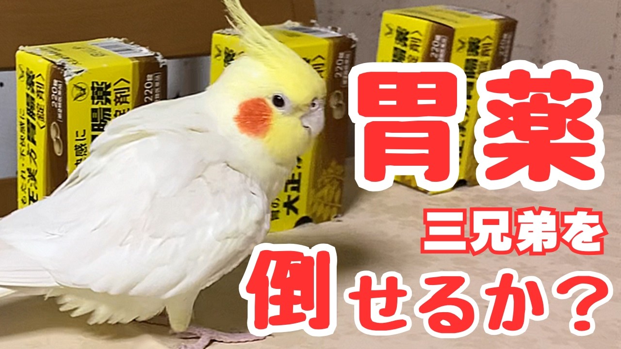 目の前に胃腸薬が３箱…いけるか？　#オカメインコ #cockatiel #鳥のいる生活