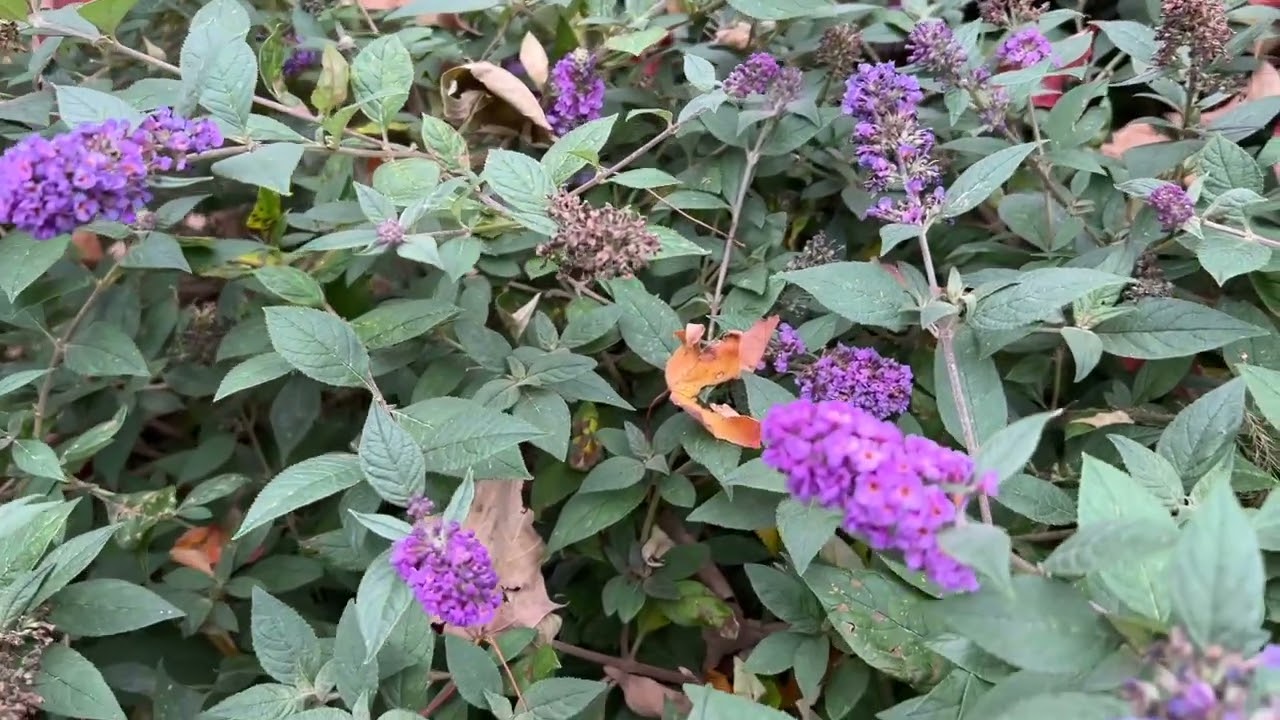 Garden Tour Spring Meadow Nursery 2022 Part 5