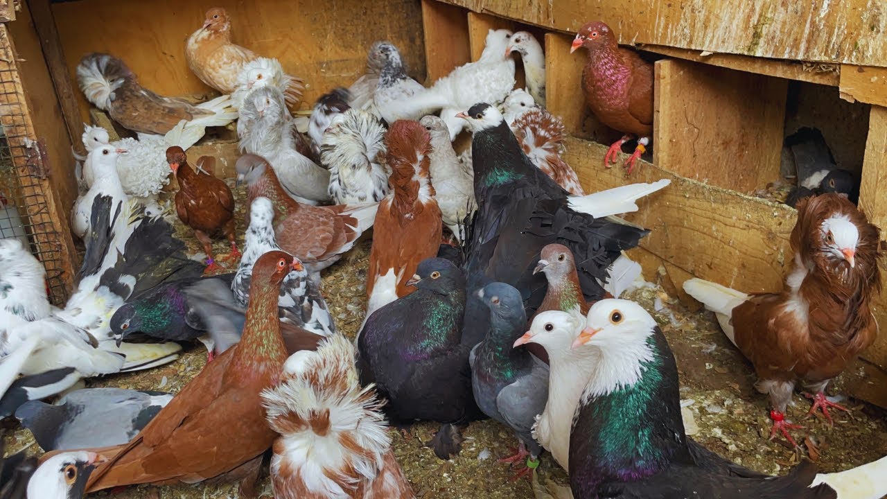 Nature Brings Health, Peace & Joy  Caring for My Pigeons