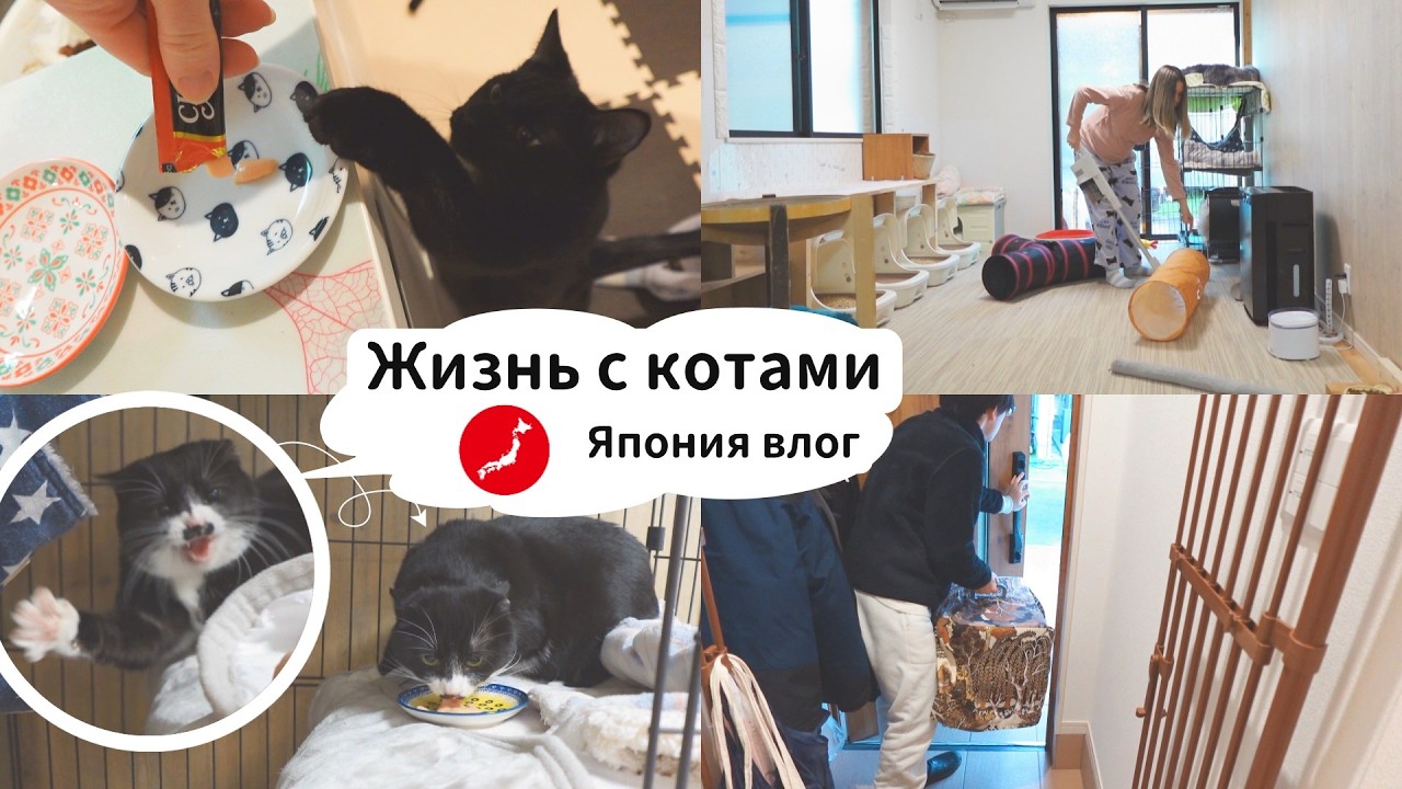 Спокойная жизнь с котами в собственном доме. [Япония влог]