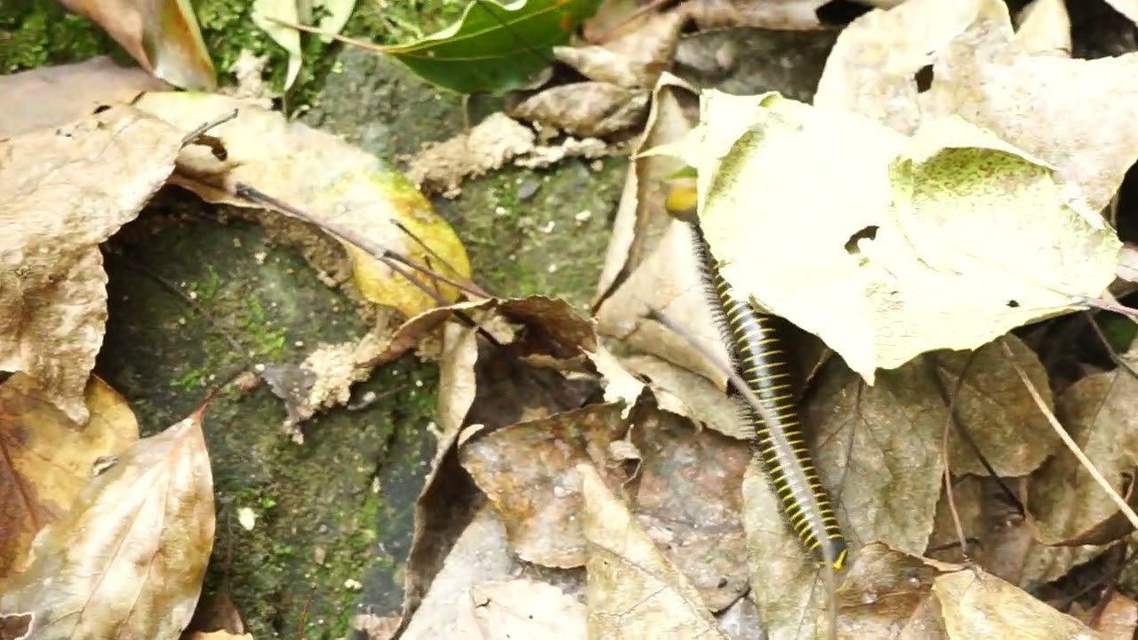 Sexy bug
