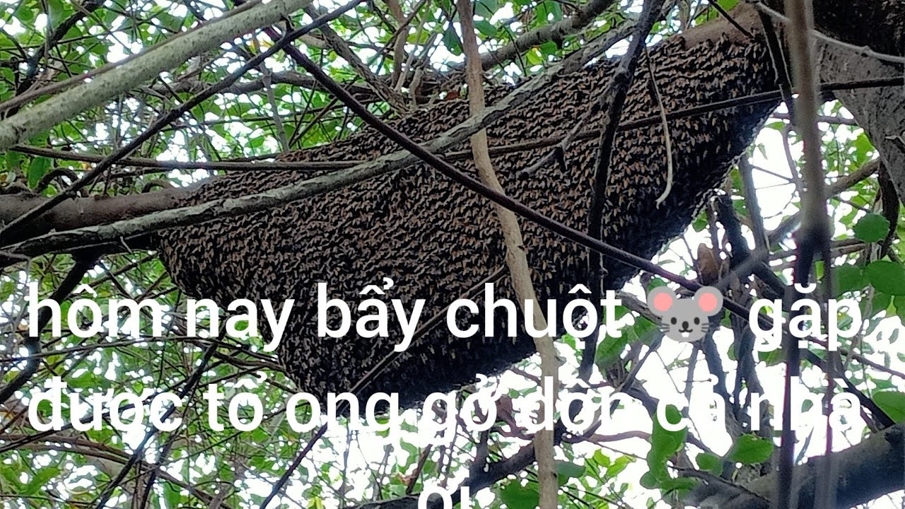 Hôm nay bẩy chuột thấy được tổ ong gở dốn cả nhà ơi 
