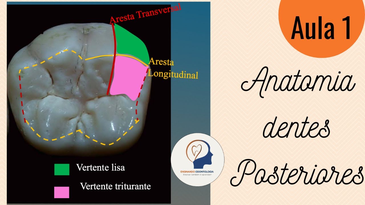 Aula 1 -  Dentes Posteriores