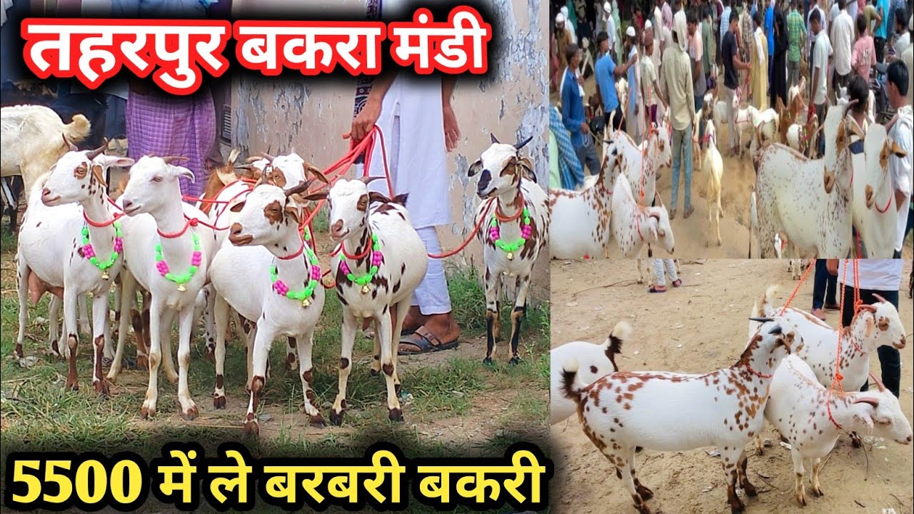 आज का बाज़ार का रेट || Taharpur Bakra Mandi Moradabad UP | बरबरी नस्ल का सबसे बड़ा बाज़ार 2 Nov 2024